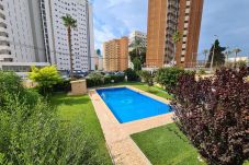 Studio in Benidorm - Estudio Acacias IV 1 IF Benidorm